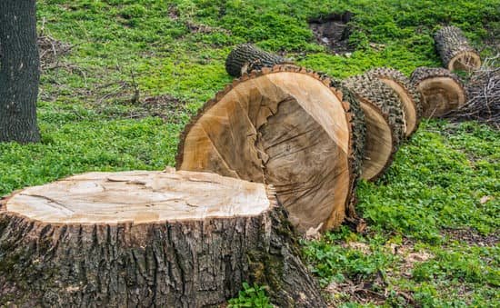 Tree cutting services in St. Peters, Mo.